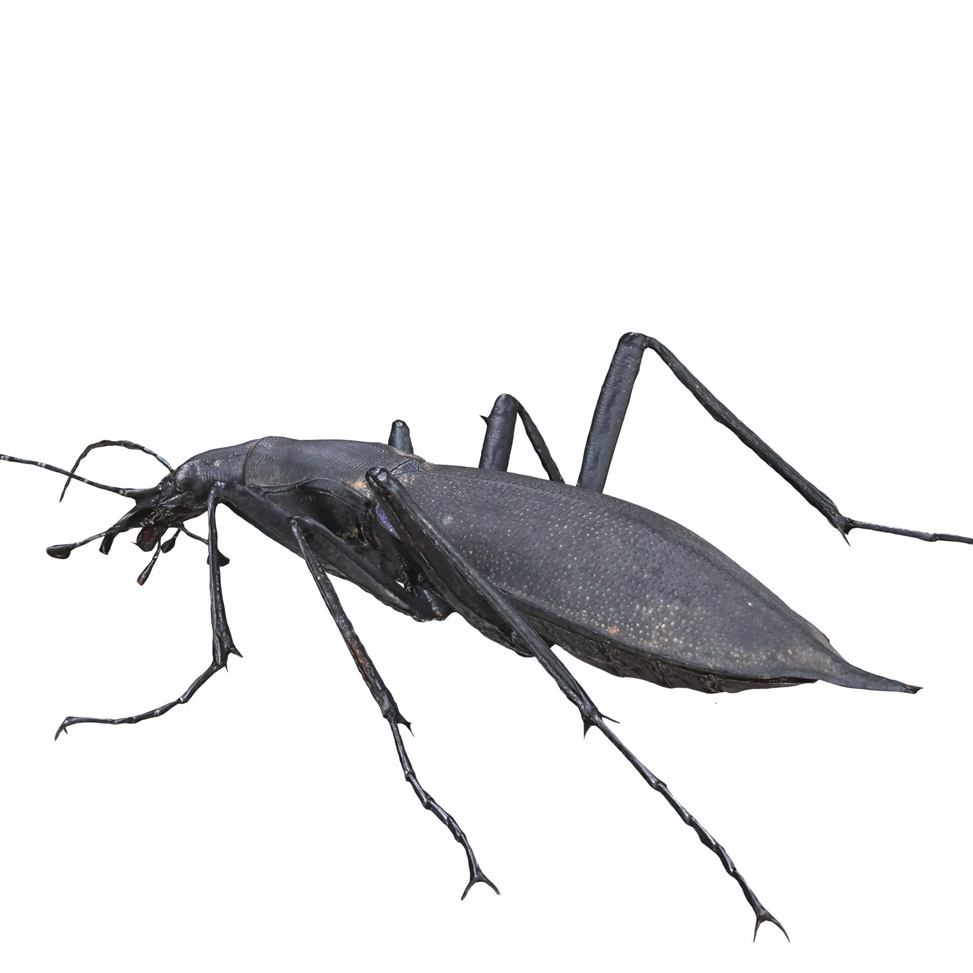 BEETLE Blaps Ground Beetle Blaptoides BEETLE INSECT 3D print model