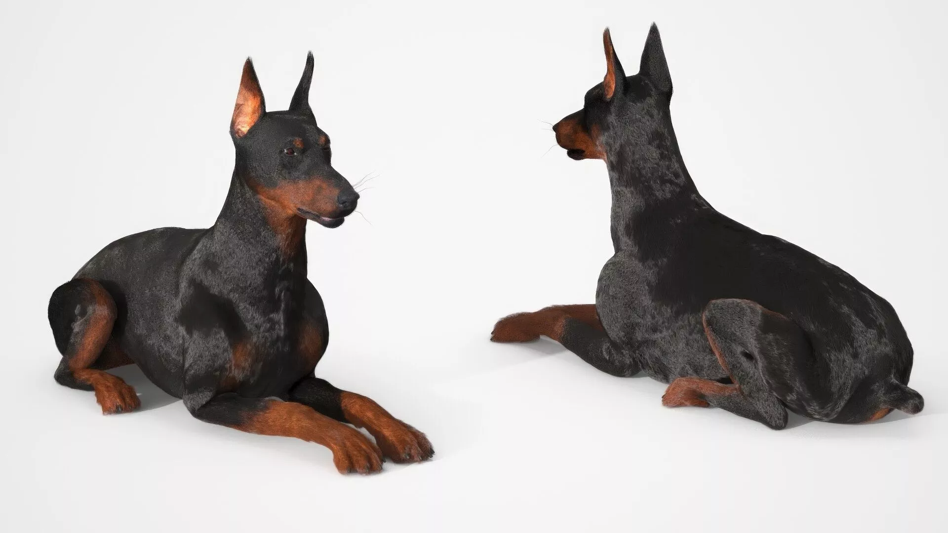 Doberman Pinscher Lying Down Fur 3D model