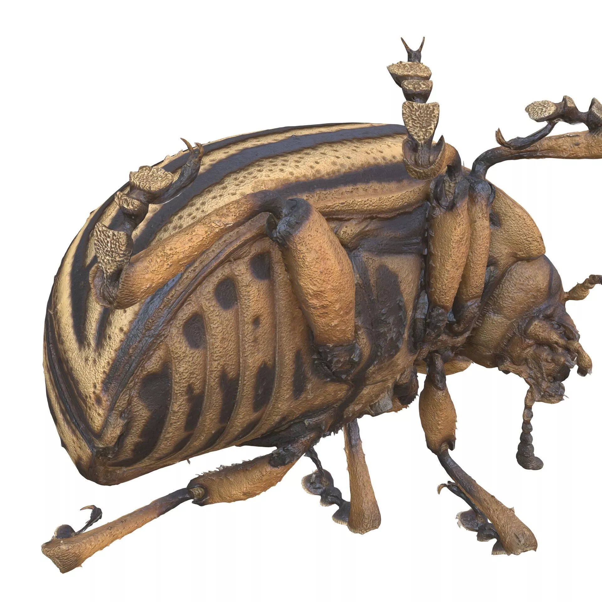 Leptinotarsa Decemlineata BEETLE Blaps ANT 3D print model