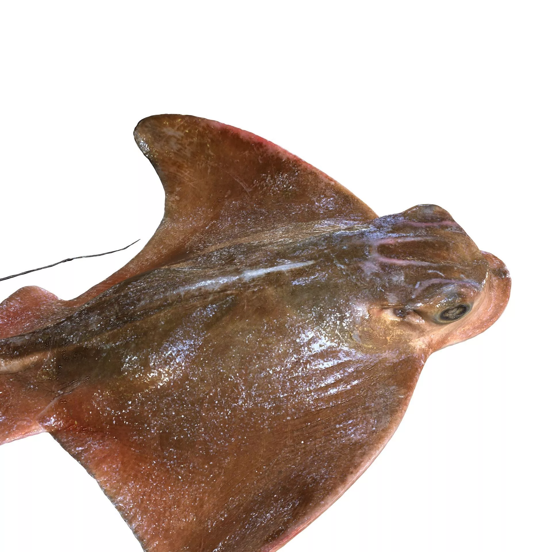 MANTA RAY Eagle Ray Myliobatis Tobijei RAPE FISH ANATOMY CARP 3D print model