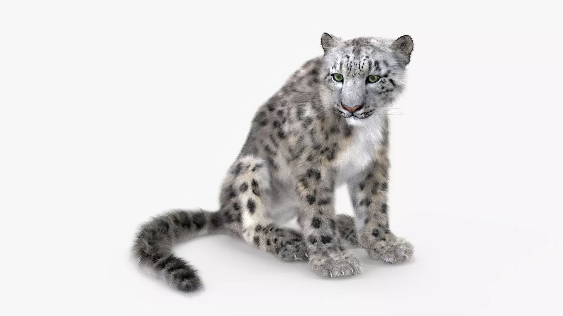 Snow Leopard in Sitting Pose Fur 3D model