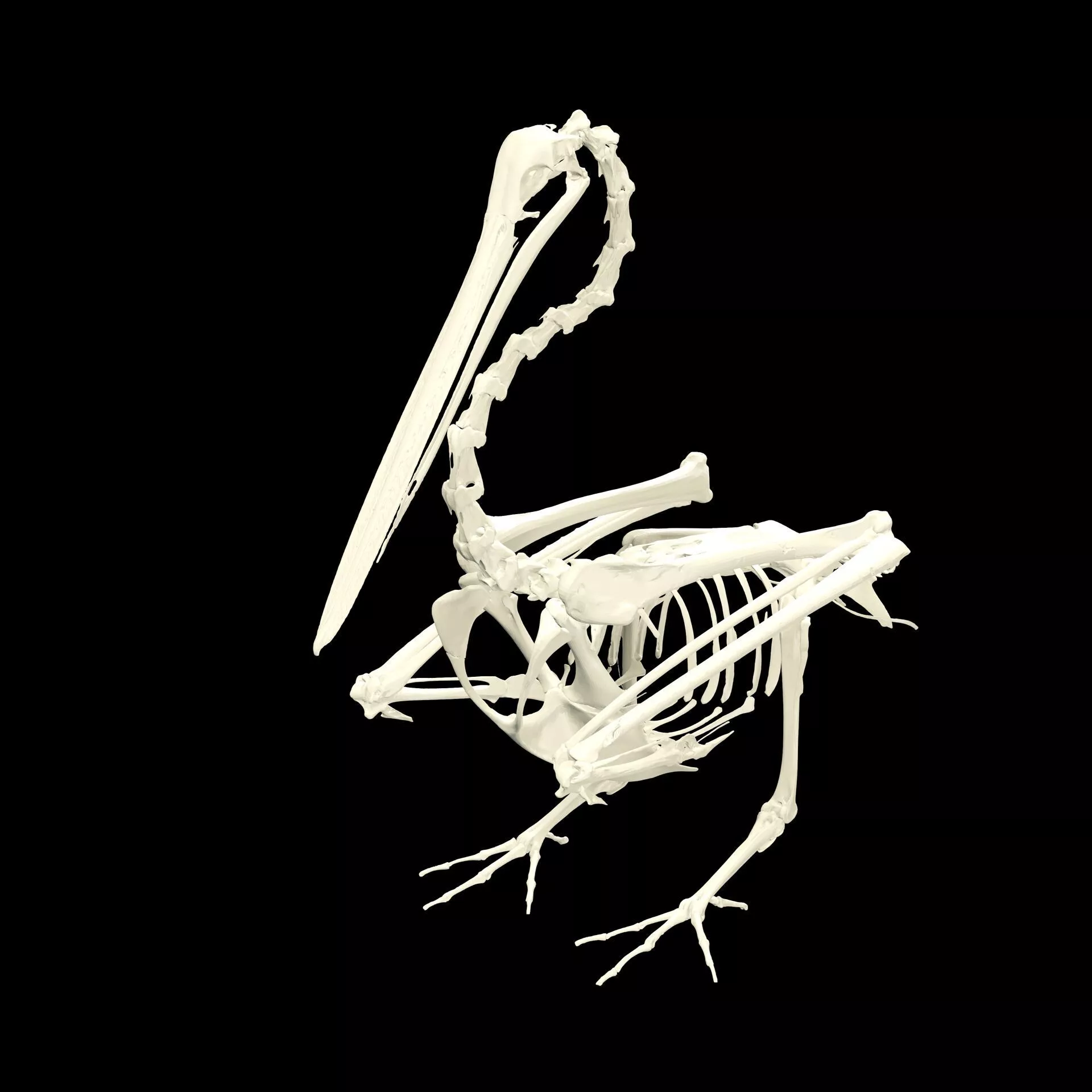 Pelican SKELETON BONES ANATOMY BIRD INTERIOR SKULL 3D print model