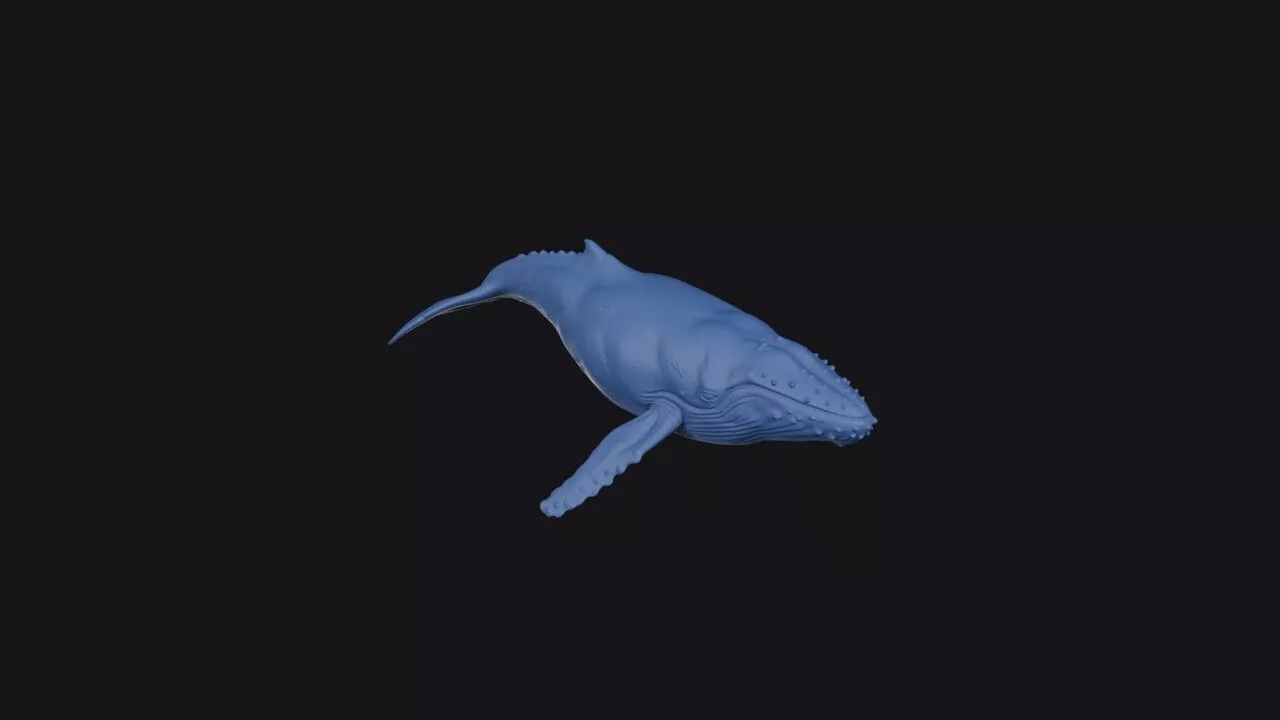 Humpback Whale 3D print model