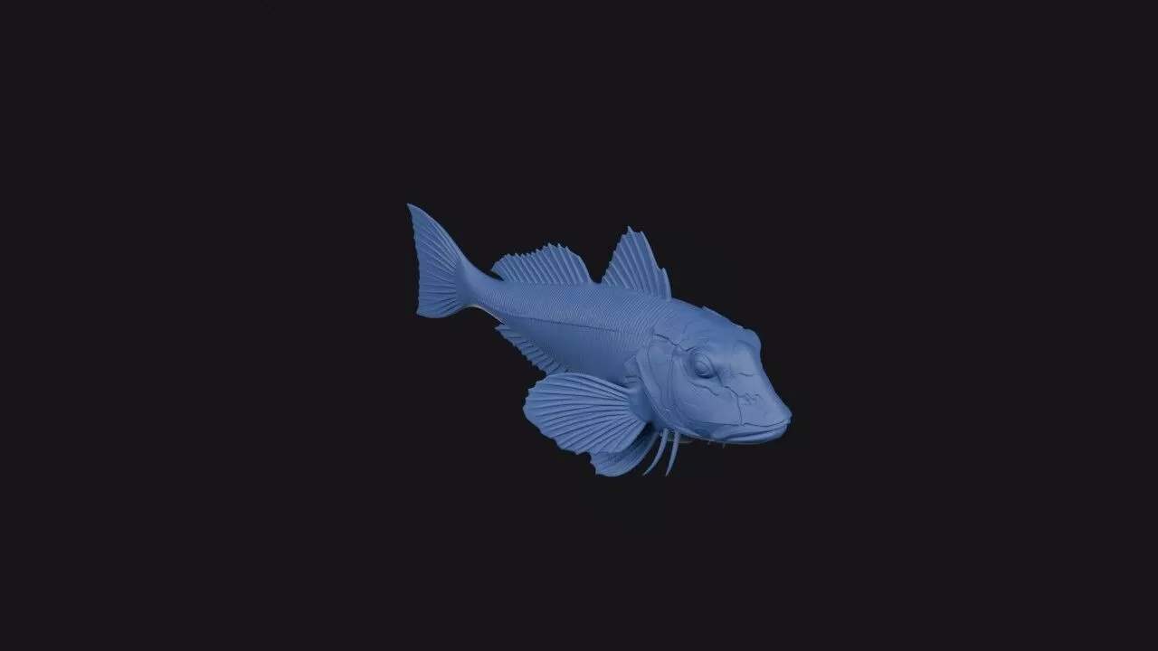Grey Gurnard Fish 3D print model