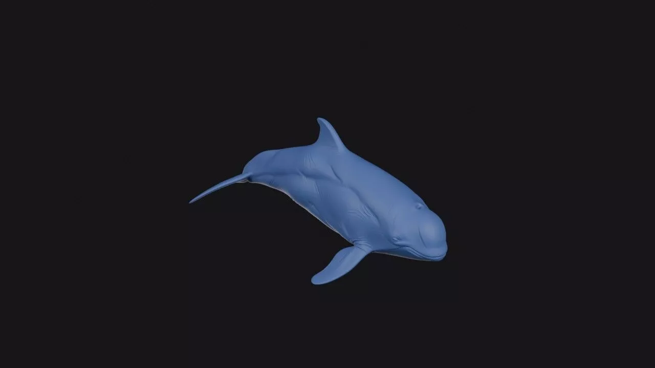 Dalls Porpoise 3D print model