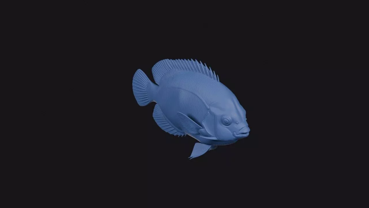 Bicolor Angelfish 3D print model