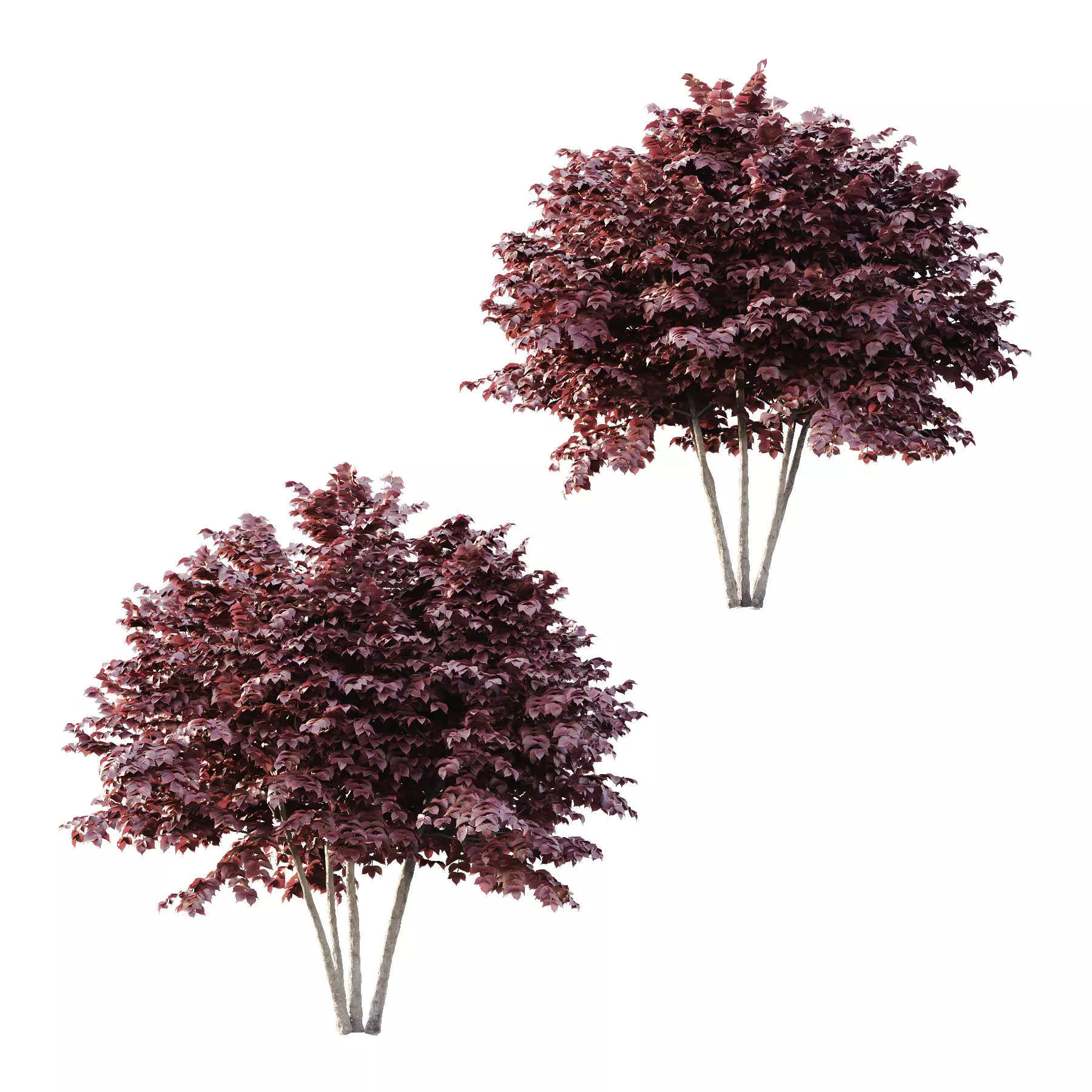 Corylus maxima purpurea tree 04 3D model