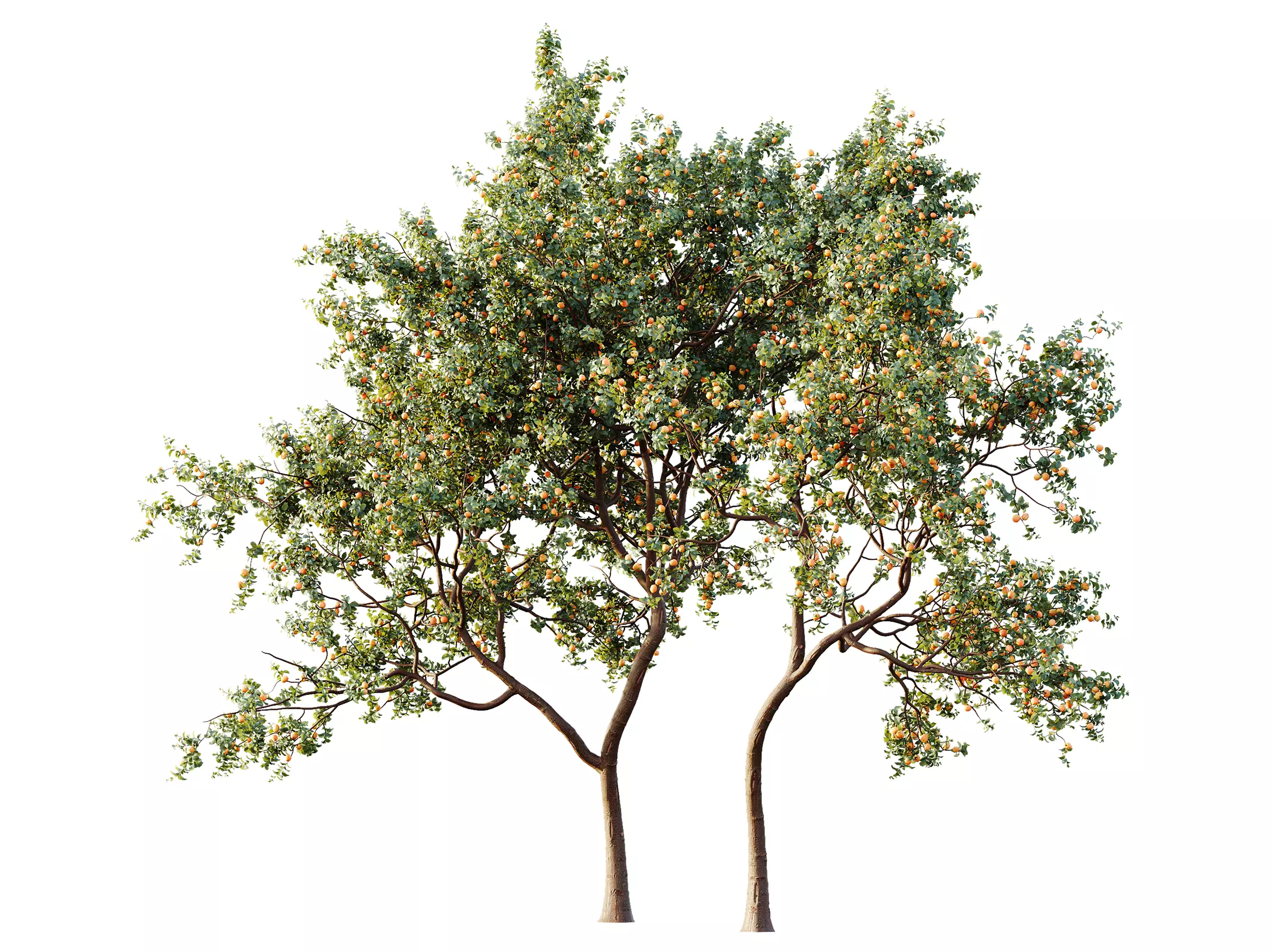 AV Plant Armeniaca Vulgaris Prunus Fruit Tree 01 3D model