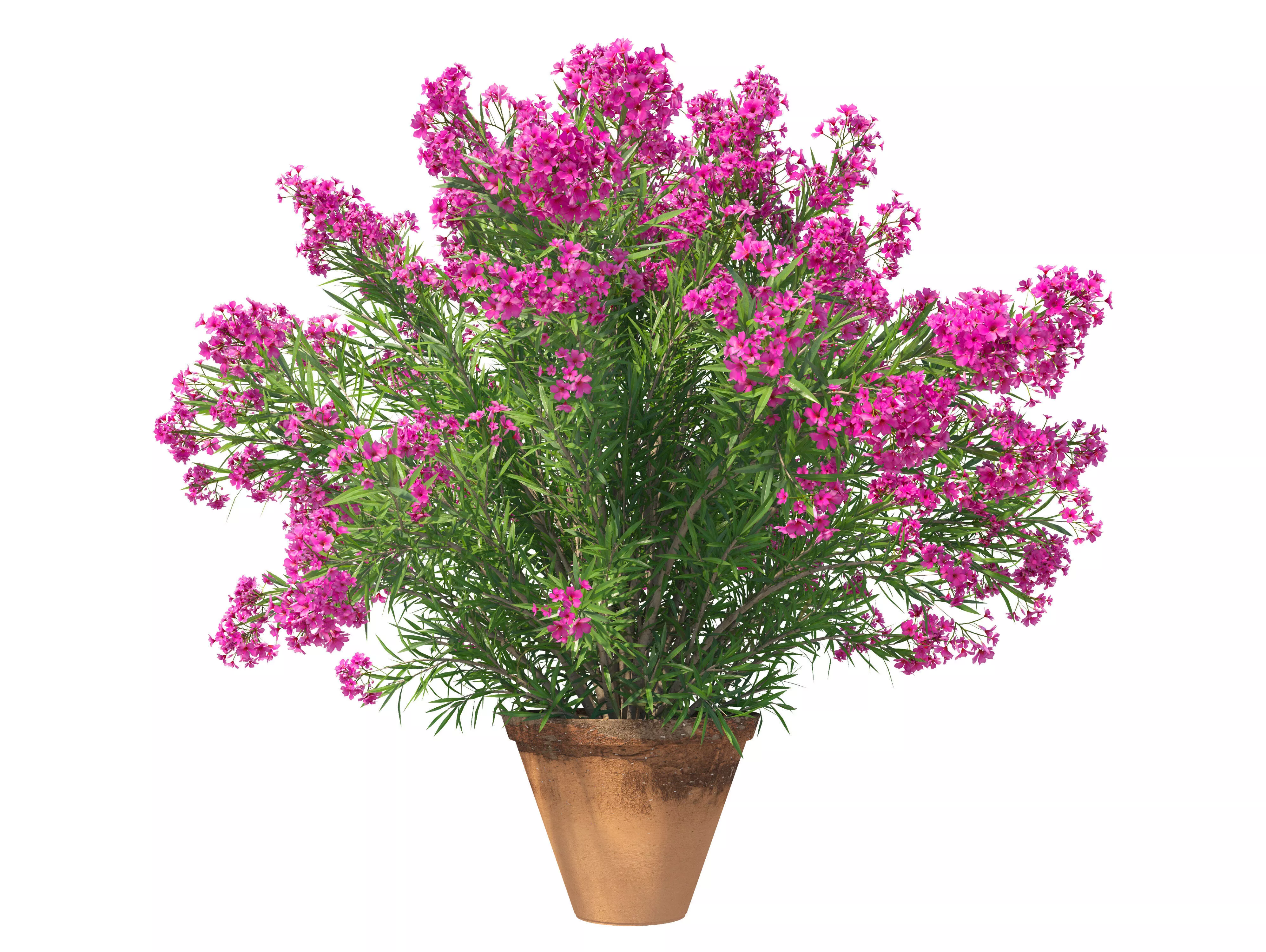 Potted Oleander 3D model