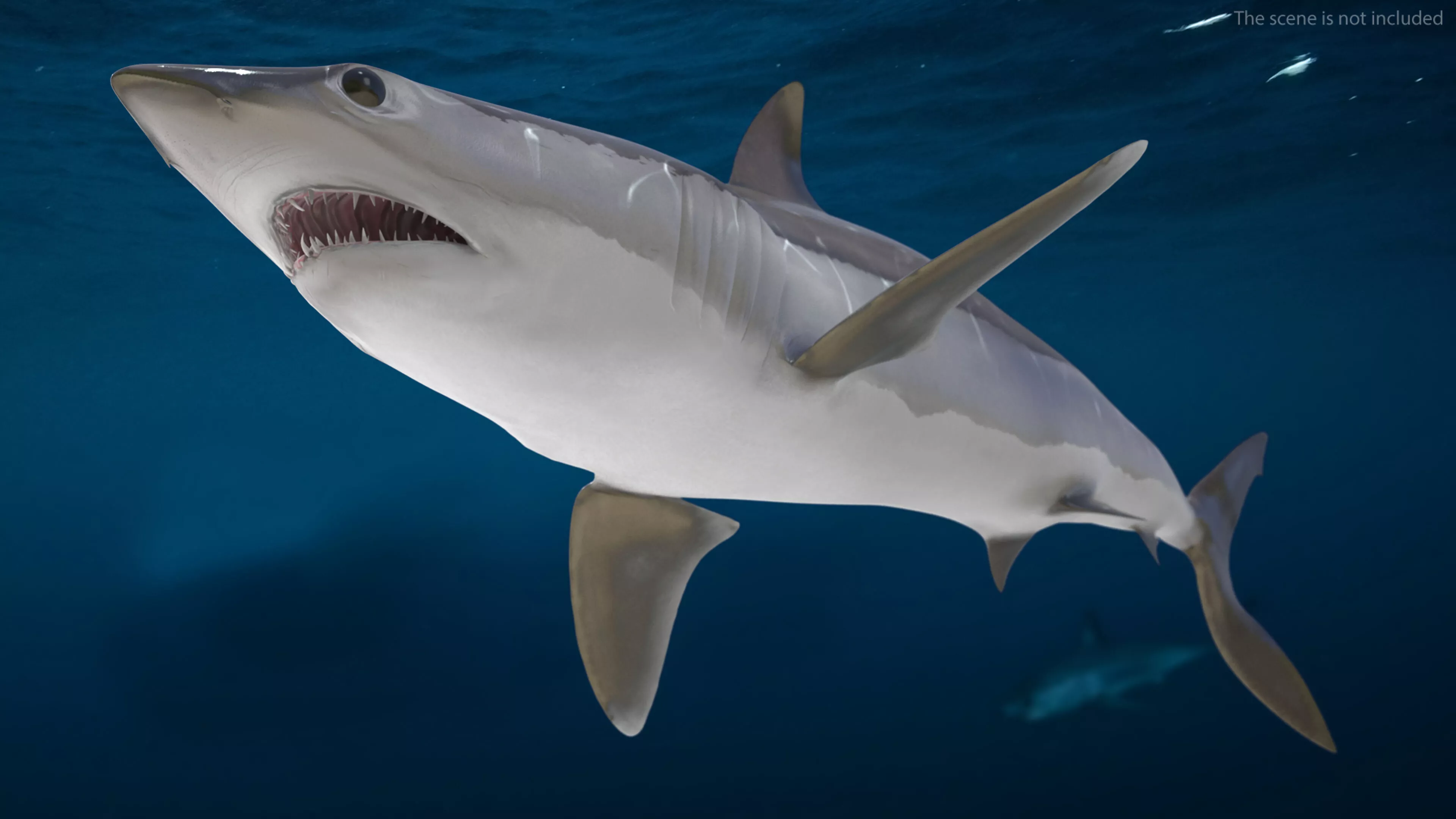 Realistic Shortfin Mako Shark Rigged 3D model