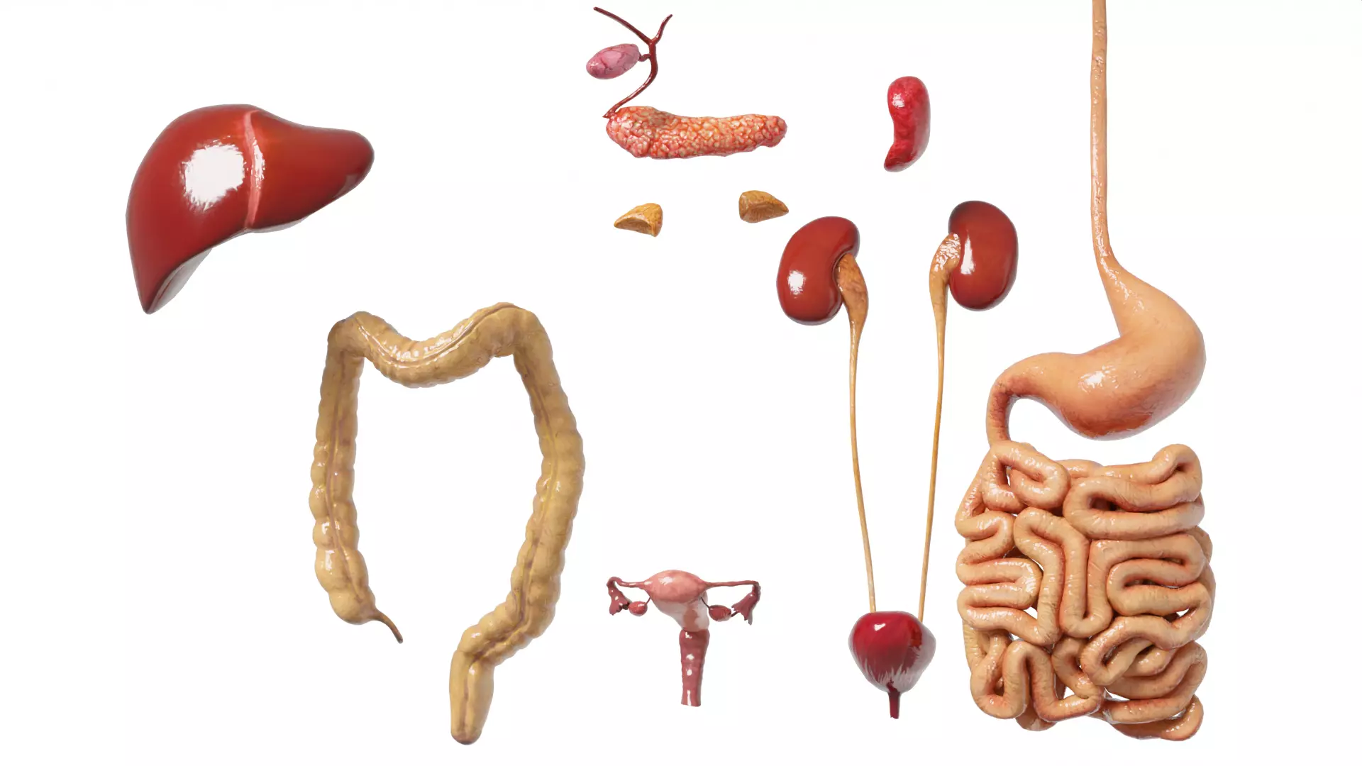 Female Internal Organs Human Anatomy 3D Model Set Low-poly 3D model