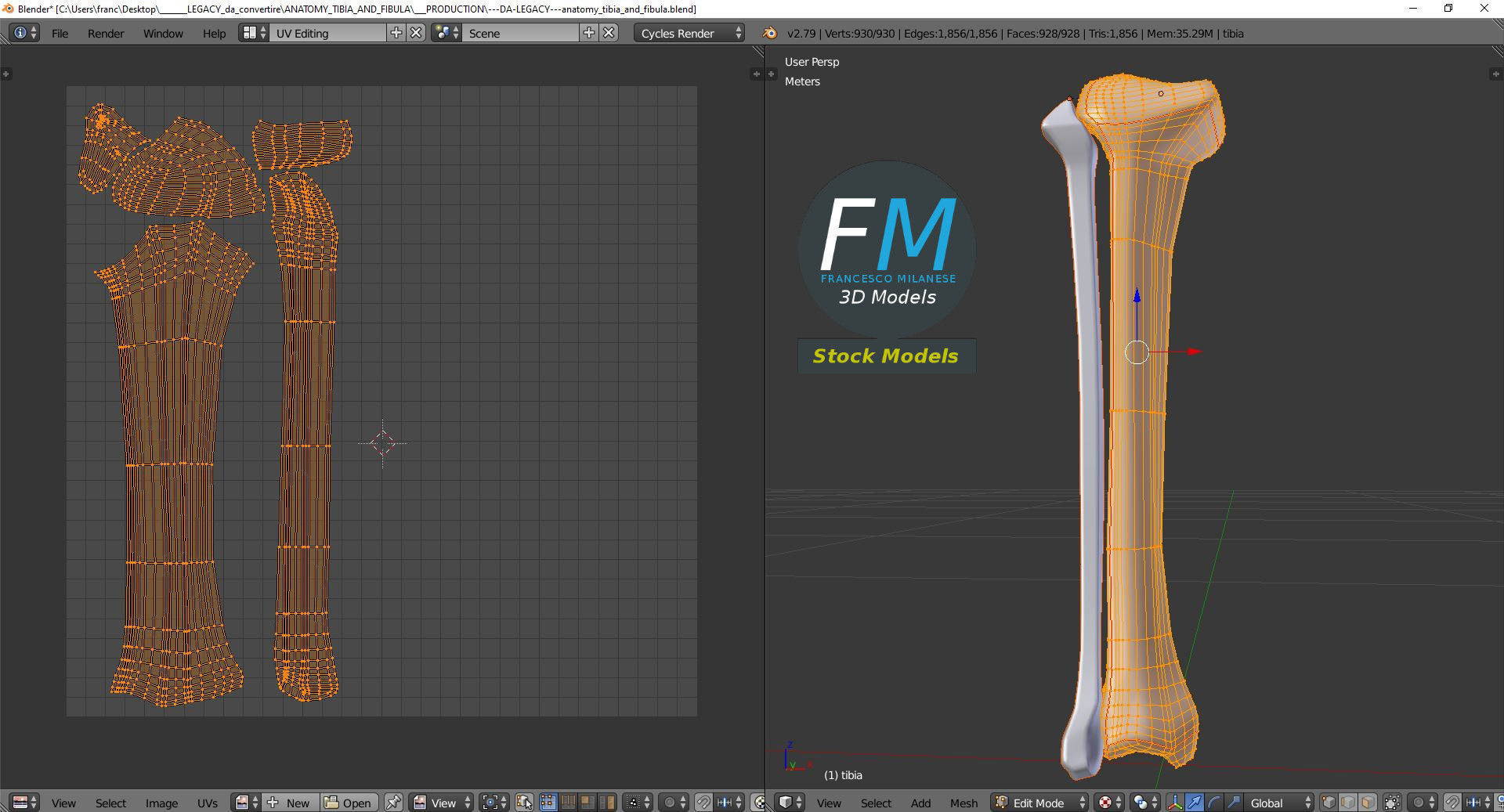 Anatomy - Tibia and Fibula Low-poly 3D model_10