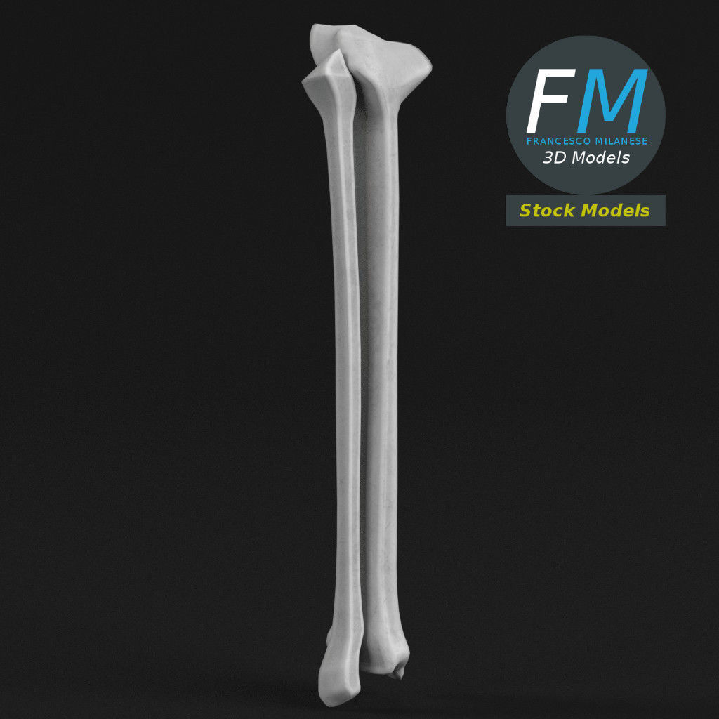 Anatomy - Tibia and Fibula Low-poly 3D model_3