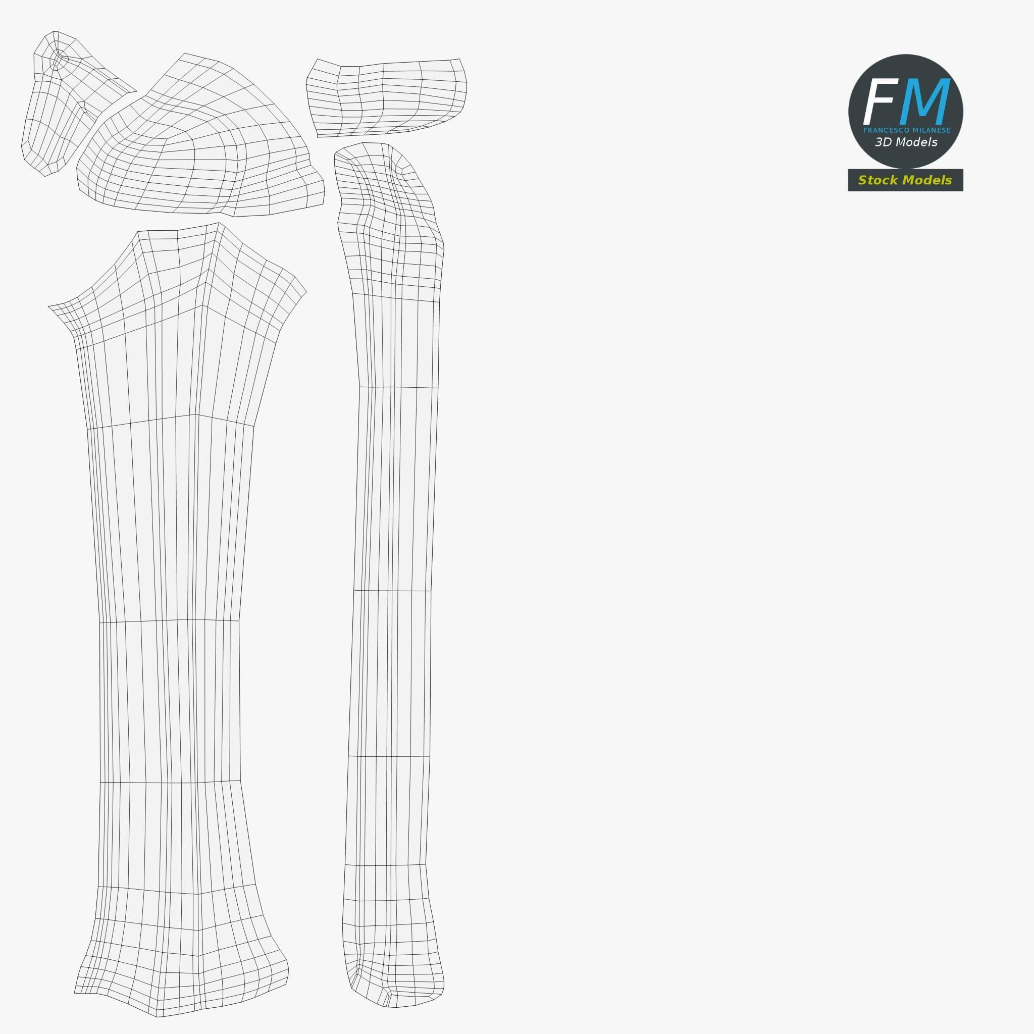 Anatomy - Tibia and Fibula Low-poly 3D model_12