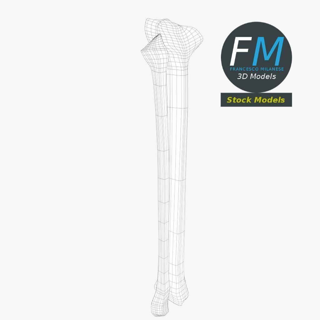 Anatomy - Tibia and Fibula Low-poly 3D model_8