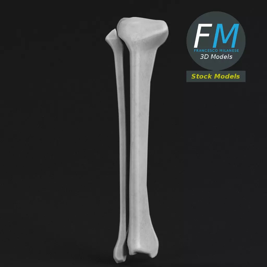 Anatomy - Tibia and Fibula Low-poly 3D model_0