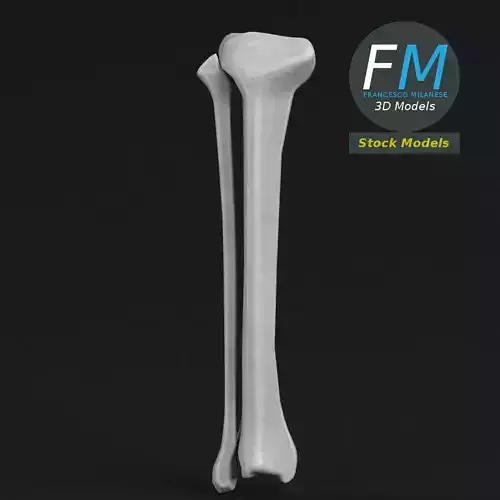 Anatomy - Tibia and Fibula Low-poly 3D model