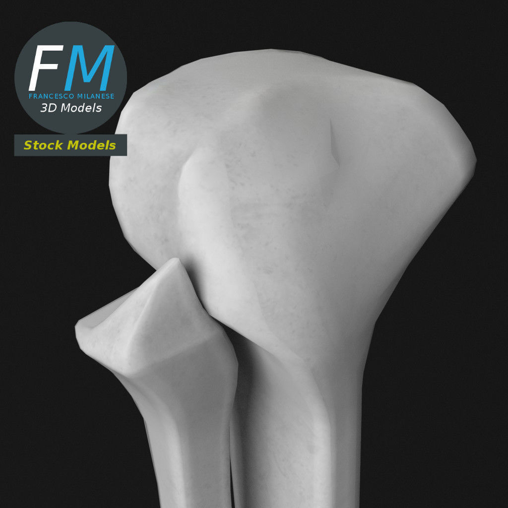 Anatomy - Tibia and Fibula Low-poly 3D model_5