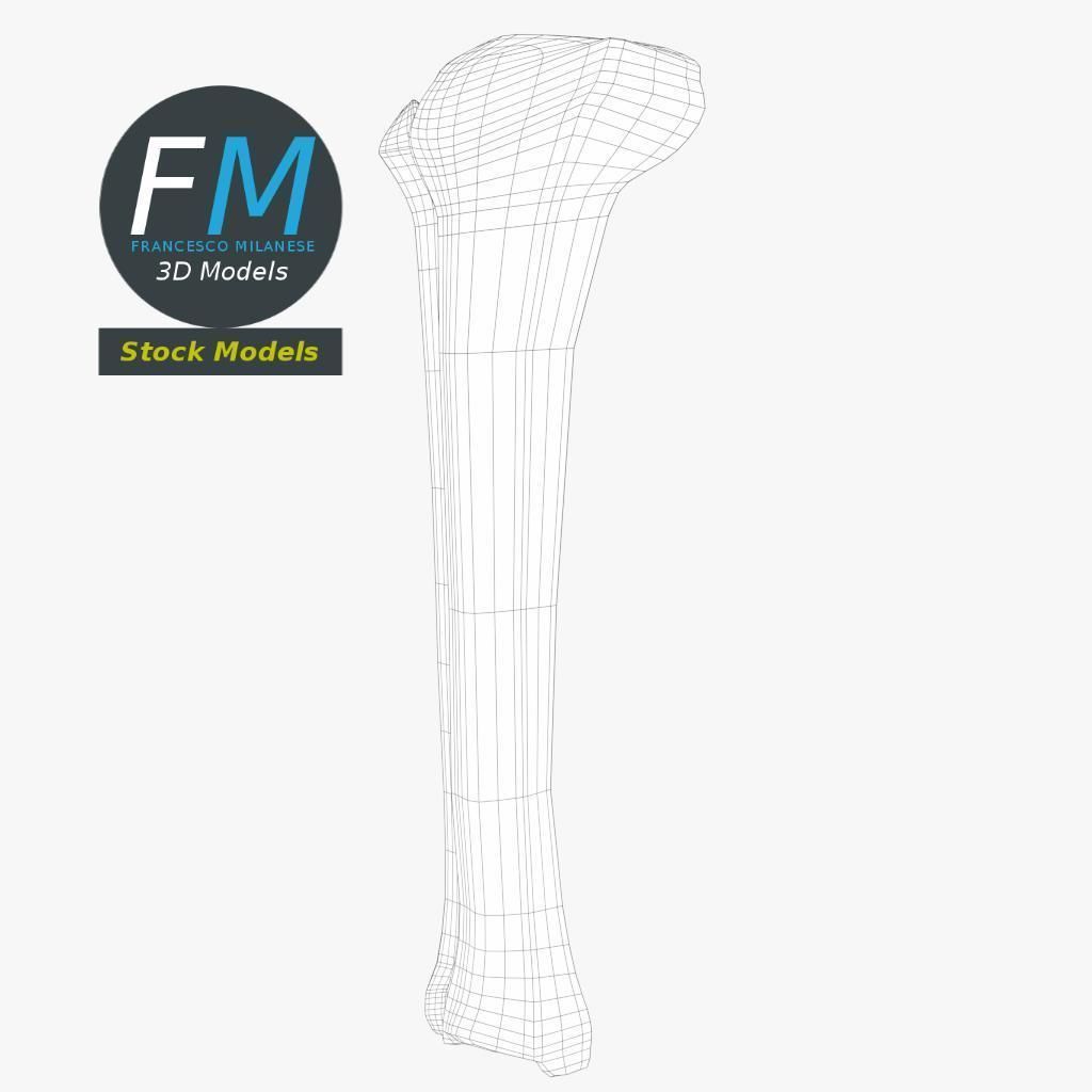 Anatomy - Tibia and Fibula Low-poly 3D model_7