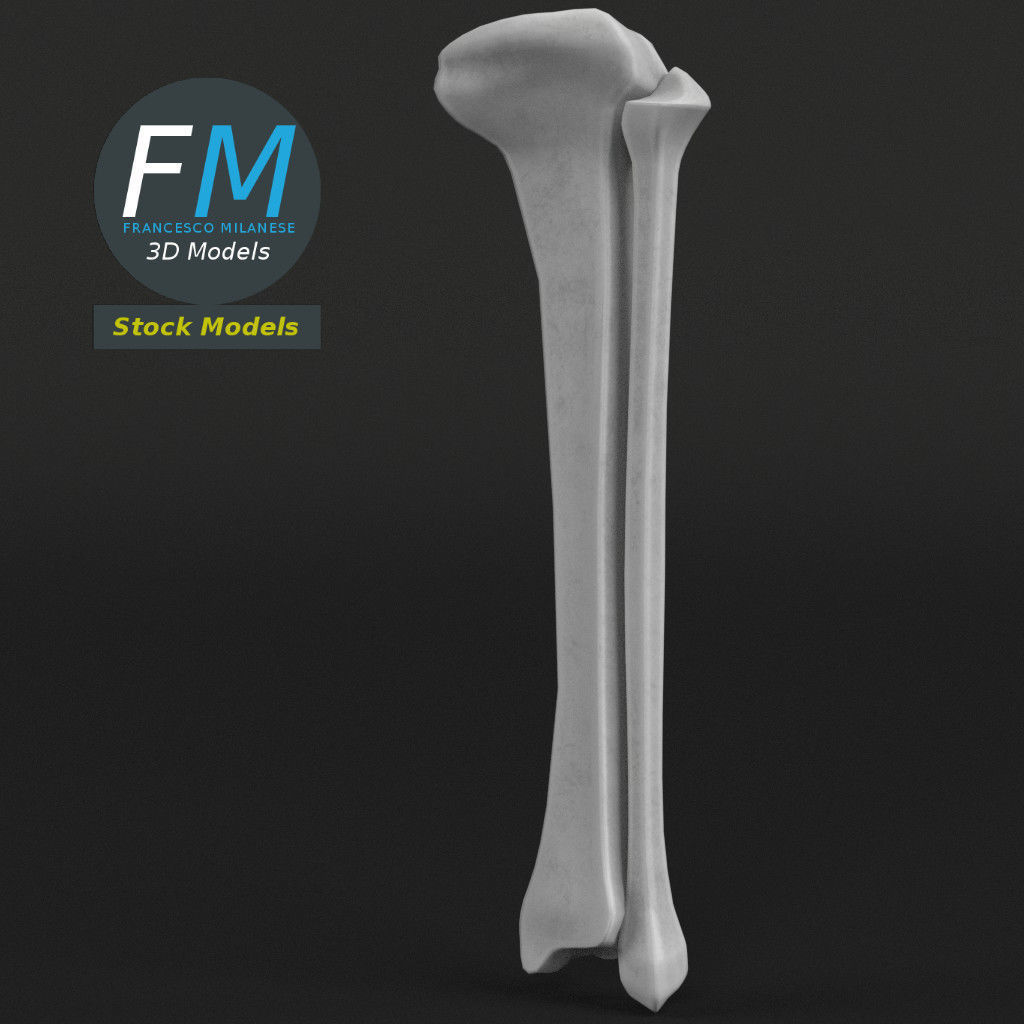 Anatomy - Tibia and Fibula Low-poly 3D model_4