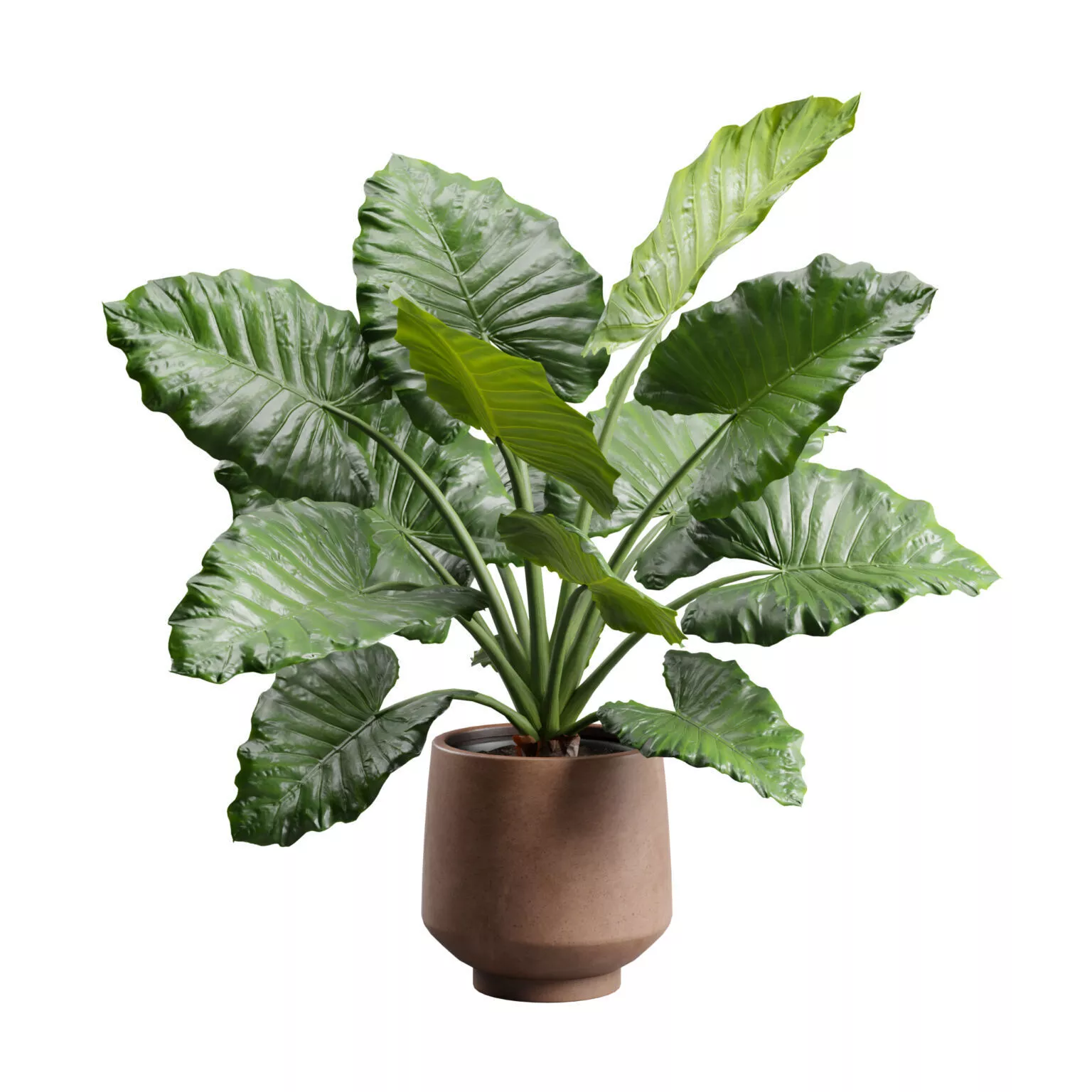 Alocasia Terracotta Planter 3D model