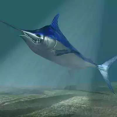 Blue marlin toon fish Low-poly 3D model