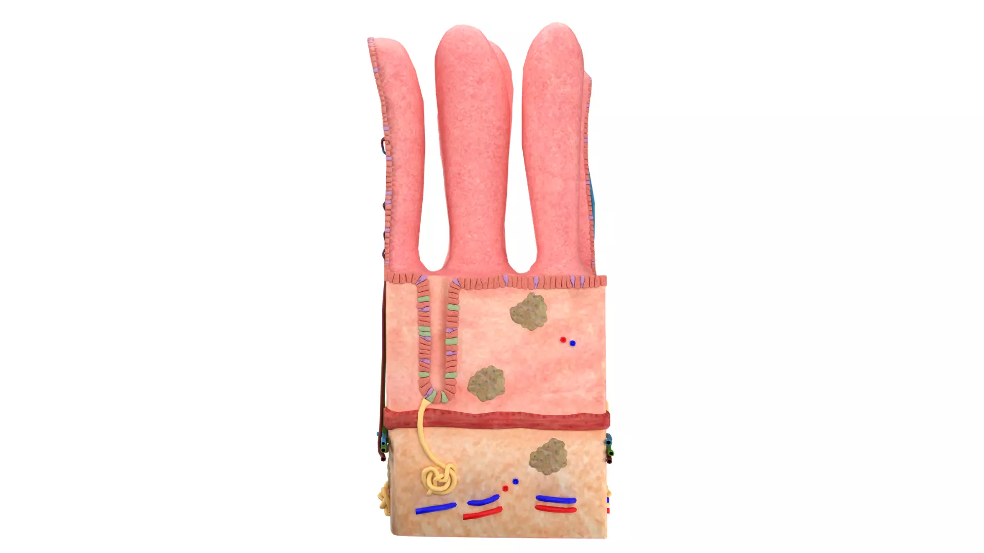 Small Intestine Villi 3D model