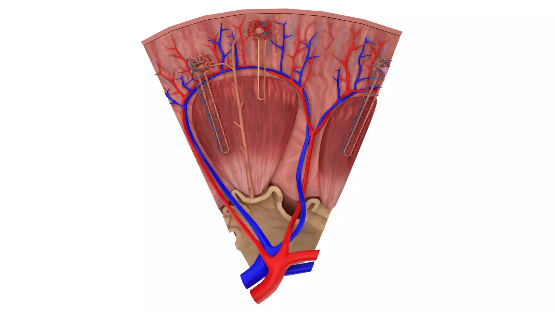Kidney Nephron Structure 3D model