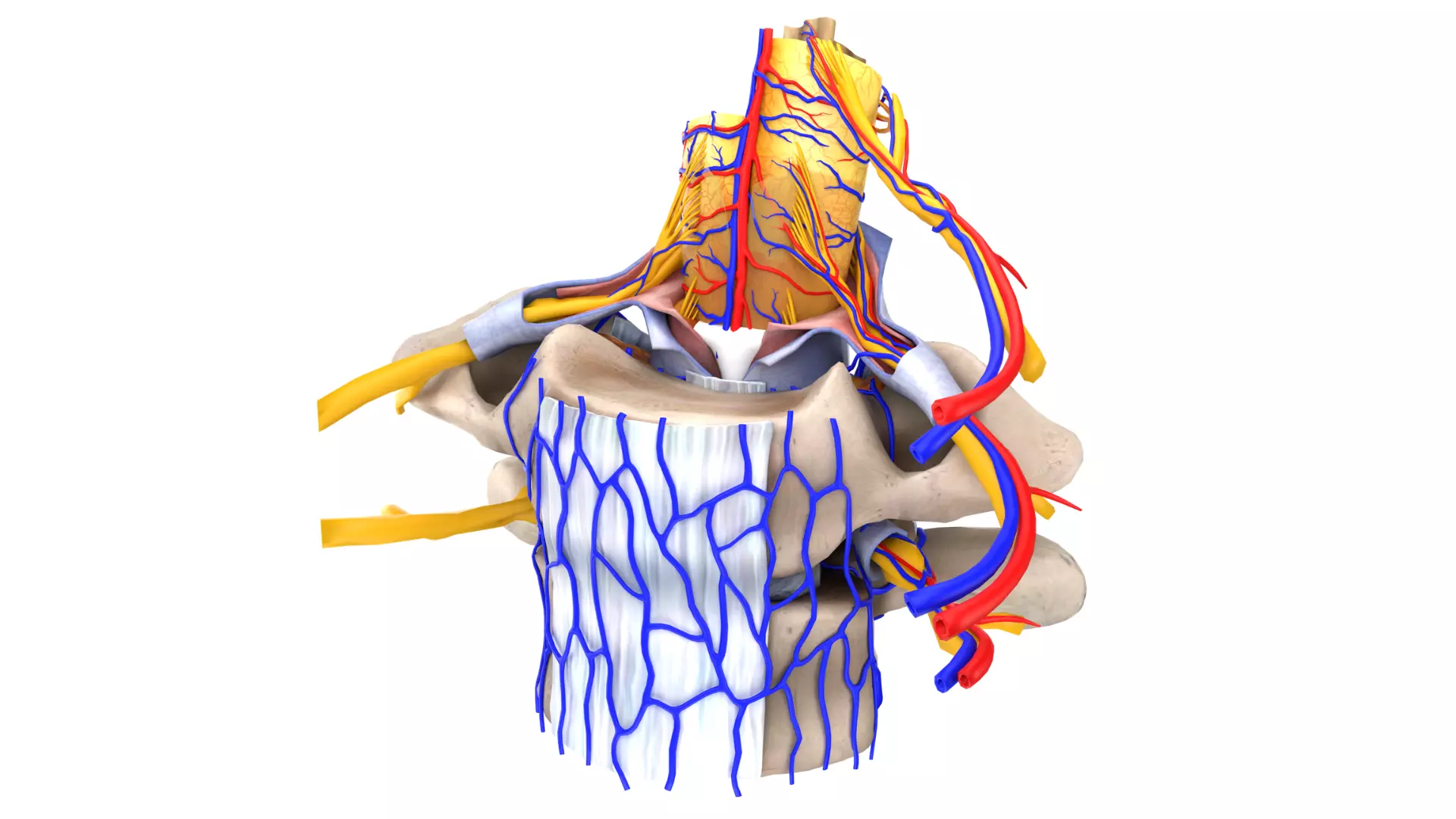 Cervical Spine Segment 3D model