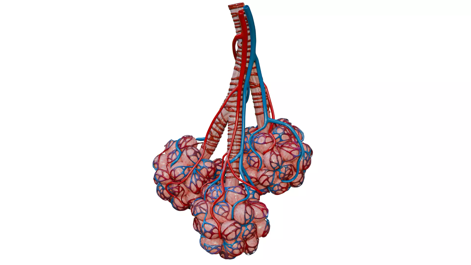 Human Lung Alveolar Sacs 3D Model with Capillary Network 3D model