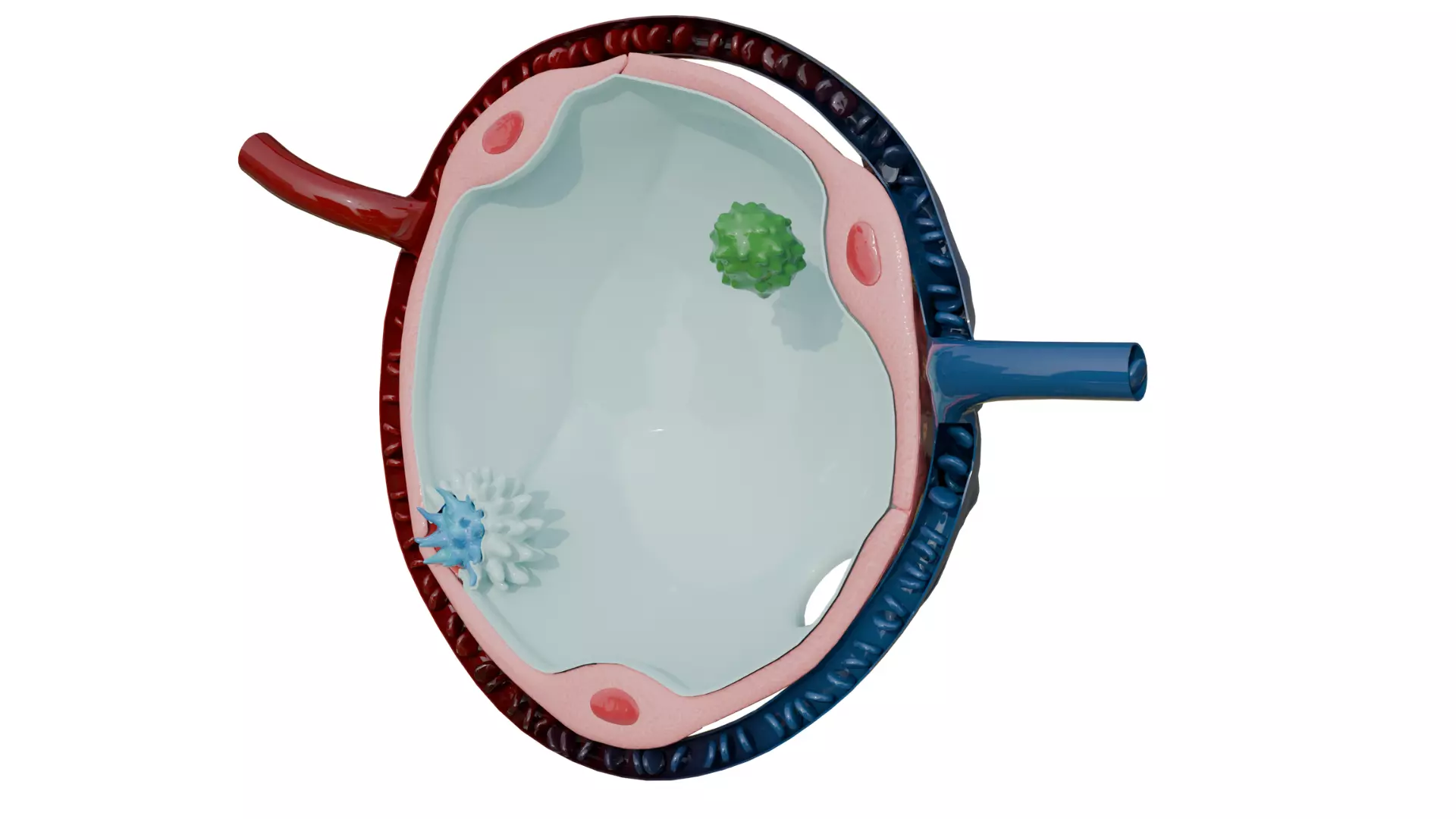Human Alveolus Anatomy Cross Section 3D Model 3D model