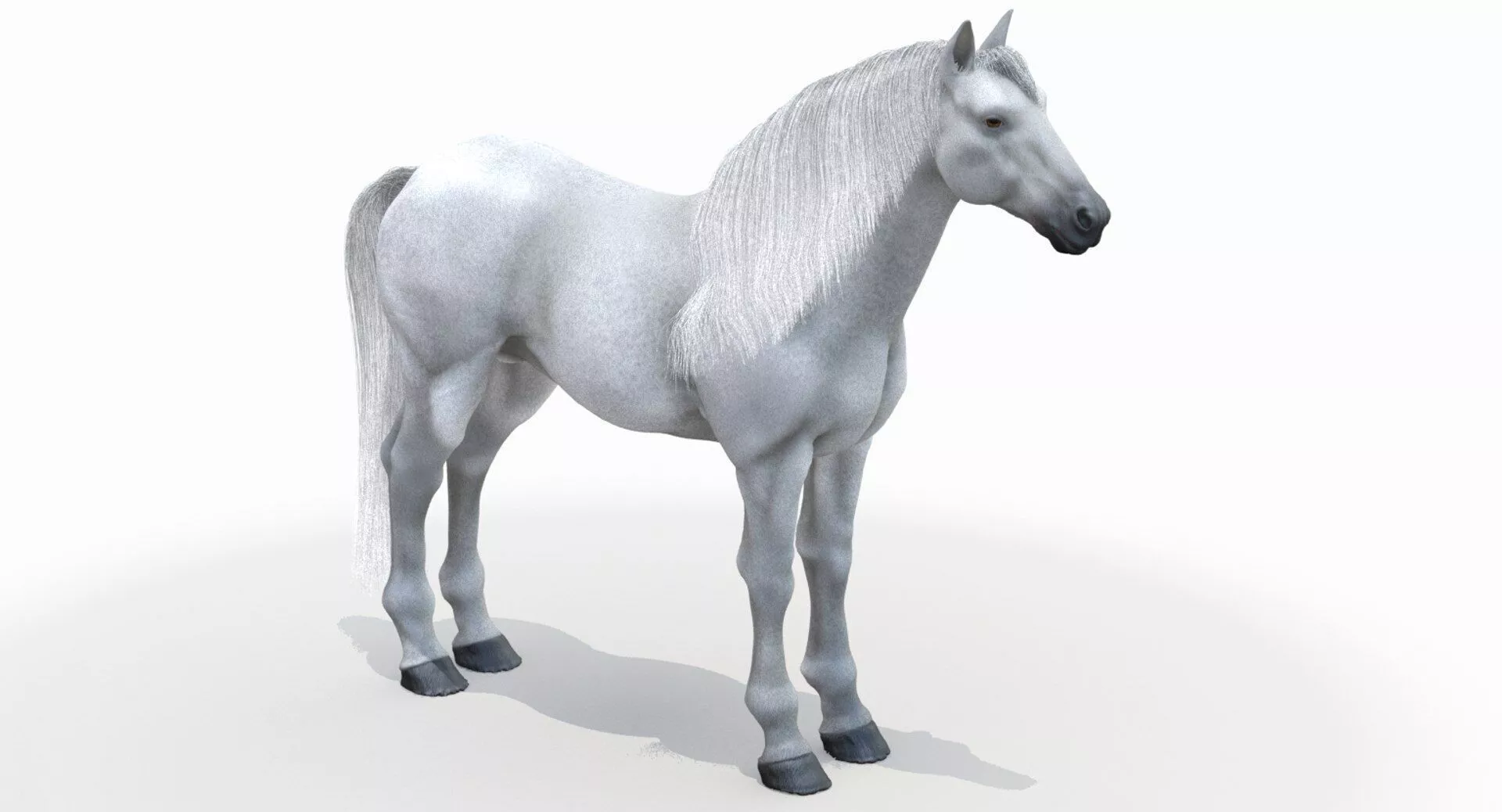 White Horse 3D model
