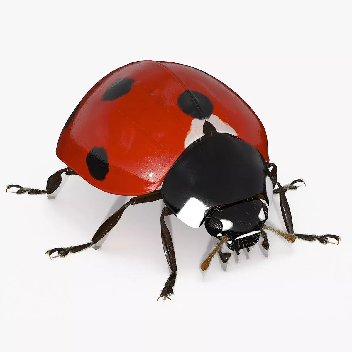Realistic Ladybug Insect with Fur 3D model