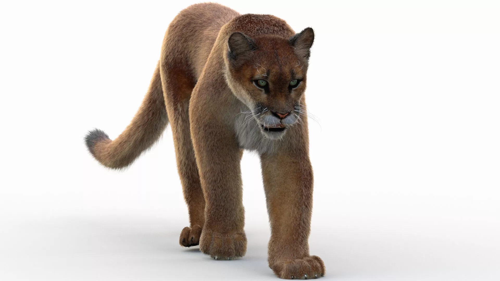 Animated Cougar 3D Model with Fur 3D model
