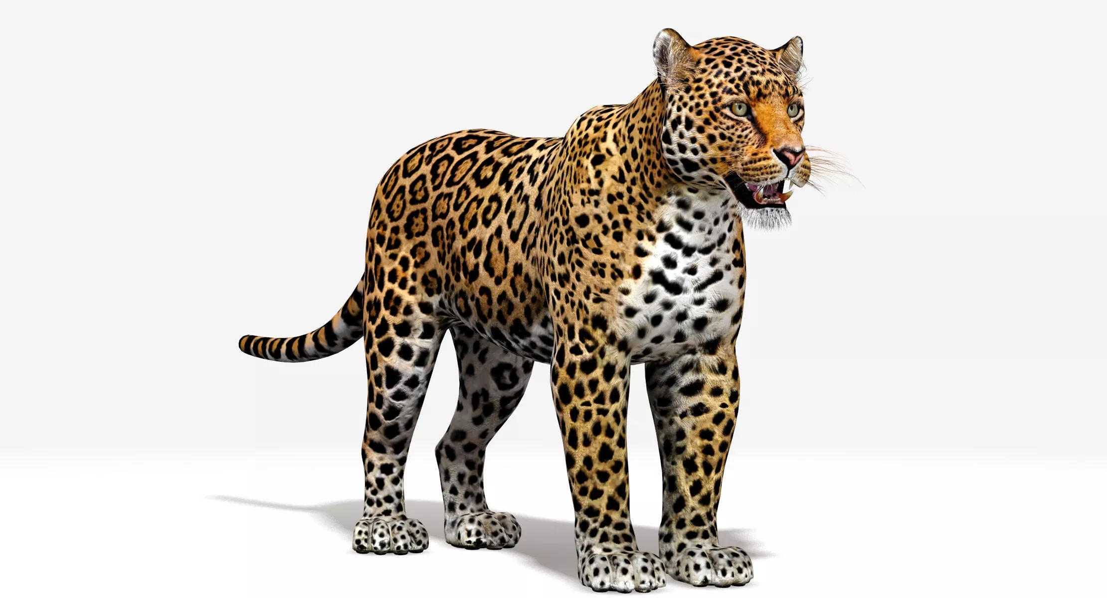 Jaguar Low-poly 3D model
