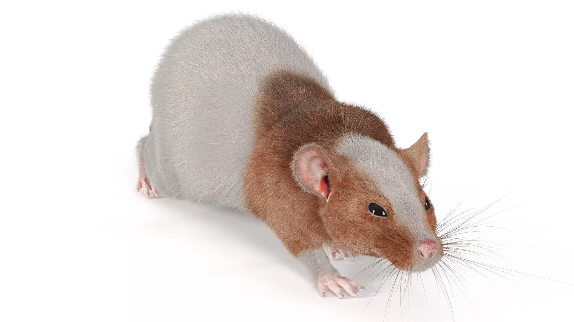 Realistic Dumbo Rat Fur 3D model
