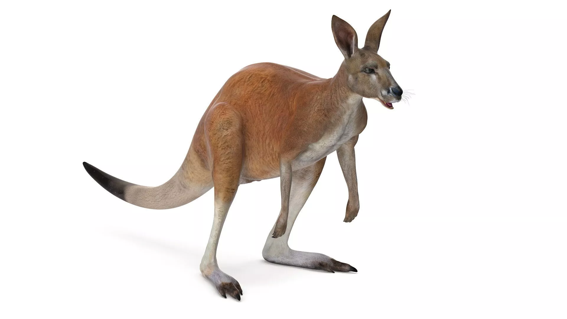 Kangaroo Animated Rigged 3D model