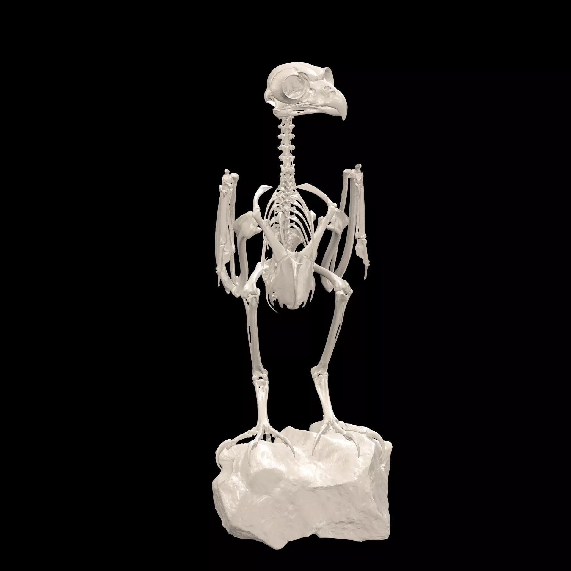 Owl MARSH BIRD SKELETON BONES ANATOMY SKULL 3D print model