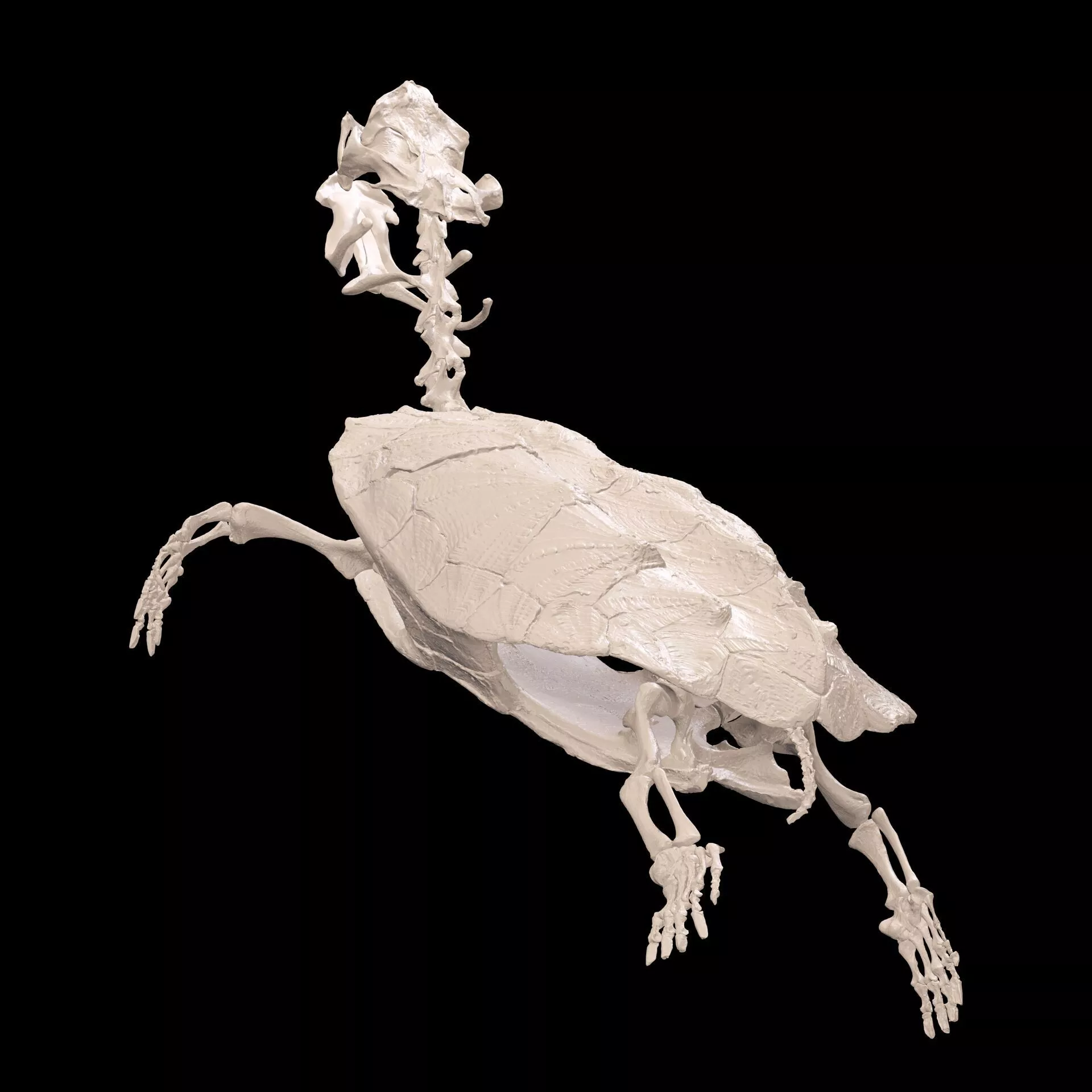 TURTLE AMPHIBIAN MATA FROG SKELETON BENES ANATOMY SKULL 3D print model