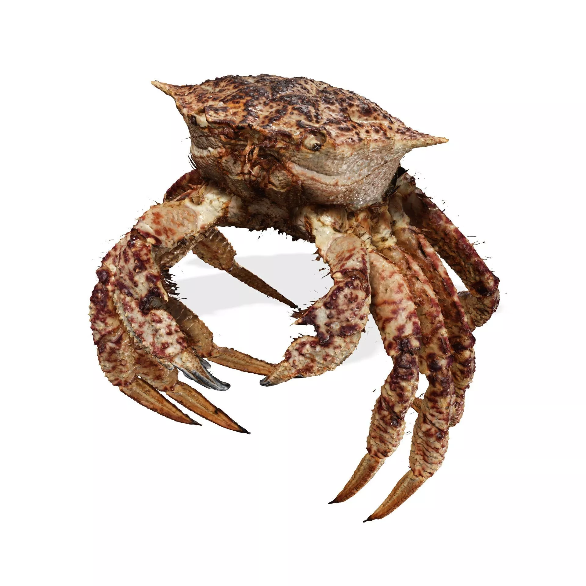 Crab Telmessus Crayfish SKELETON NATOMY AMPHIBIAN TADPOLE 3D print model