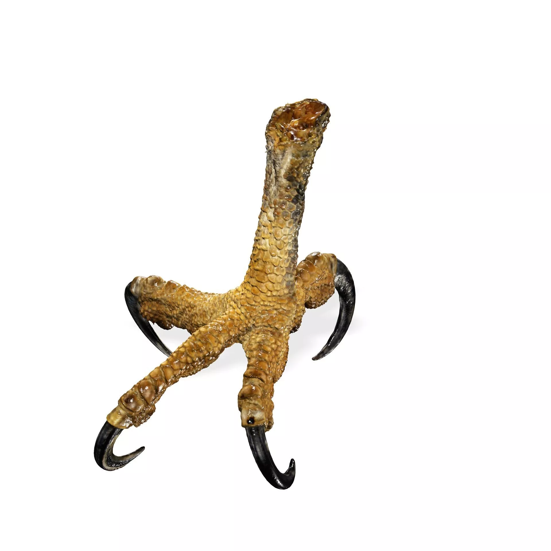 EAGLE CLAW BIRD ANATOMY Osprey Talon HEEL FOOT 3D print model