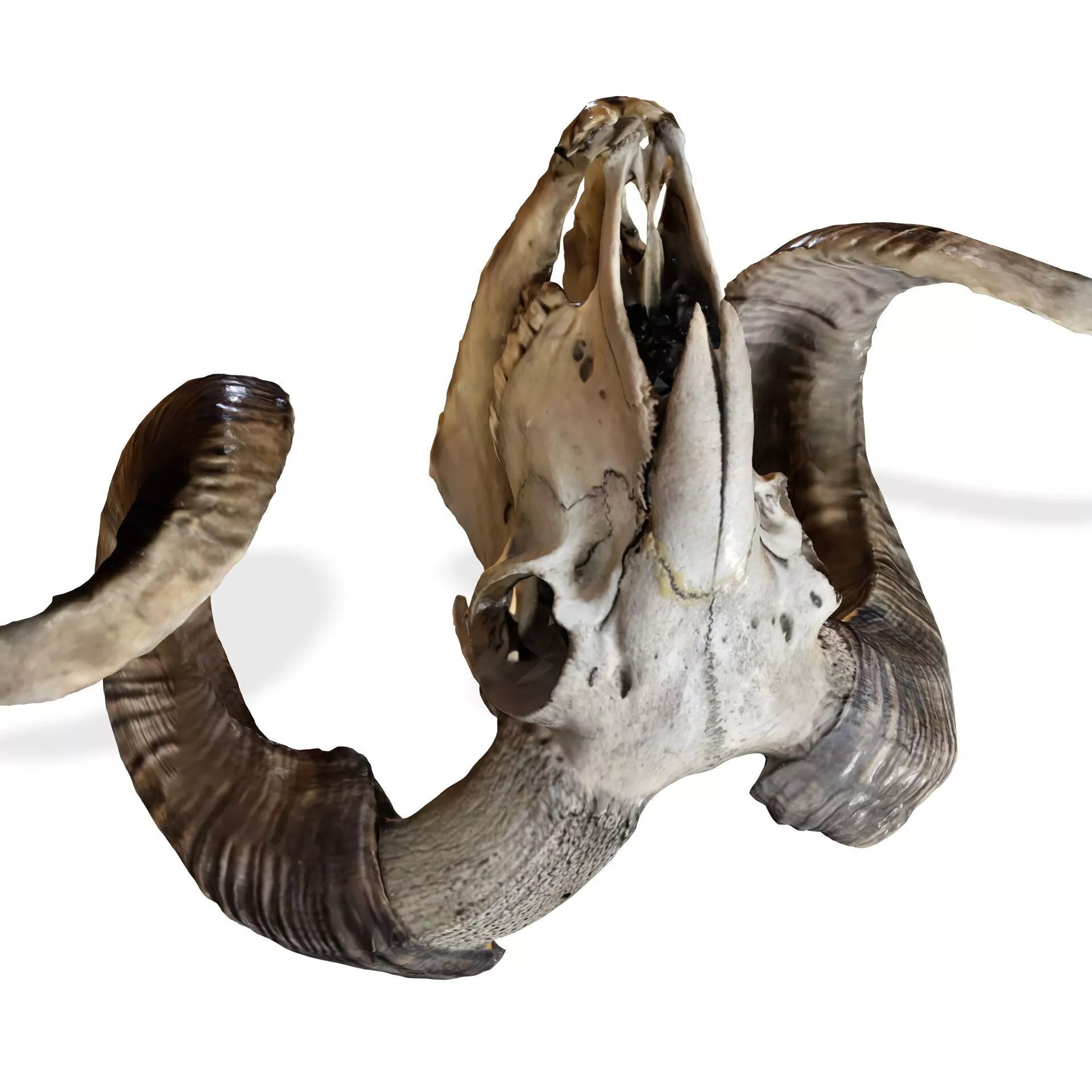 SKULL MOUNTAIN GOAT Crane Mouflon HEAD ANATOMY BONES 3D print model