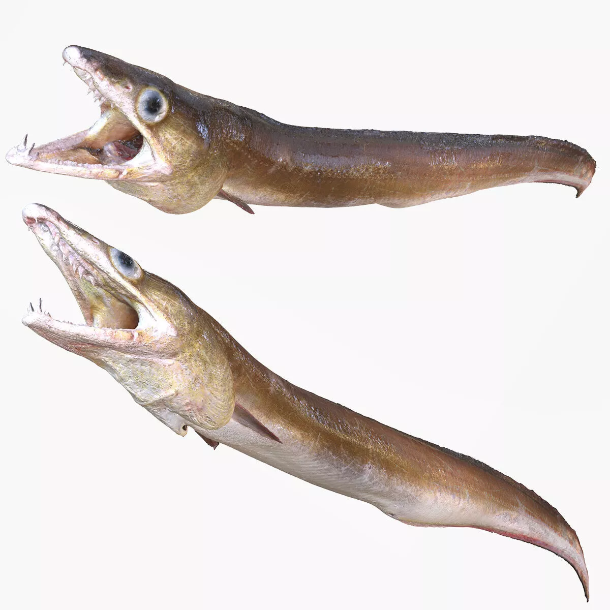 Pike Conger Muraenesox Cinereus TUN GOLDFISH GOLD FISH 3D print model