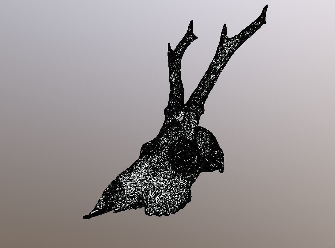 Roe Deer Skull Scan 3D model_5