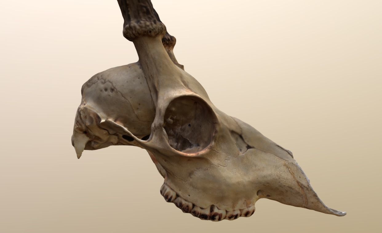 Roe Deer Skull Scan 3D model_2