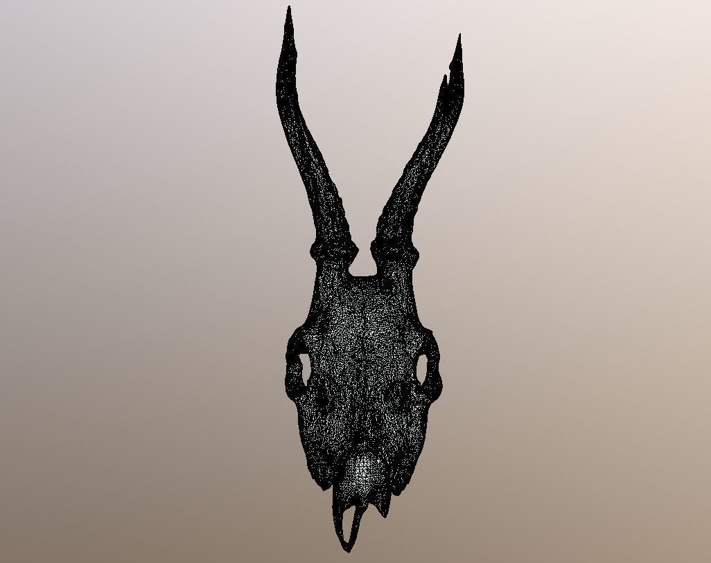 Roe Deer Skull Scan 3D model_6