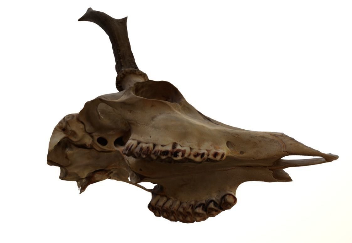 Roe Deer Skull Scan 3D model_4