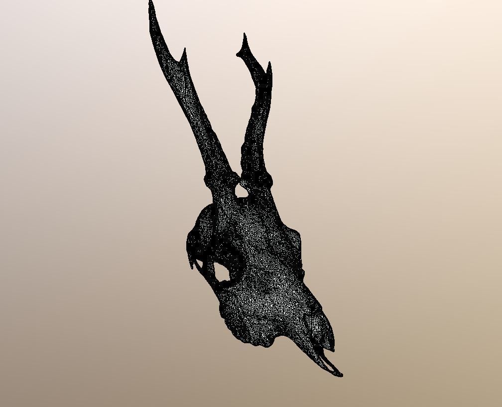 Roe Deer Skull Scan 3D model_7