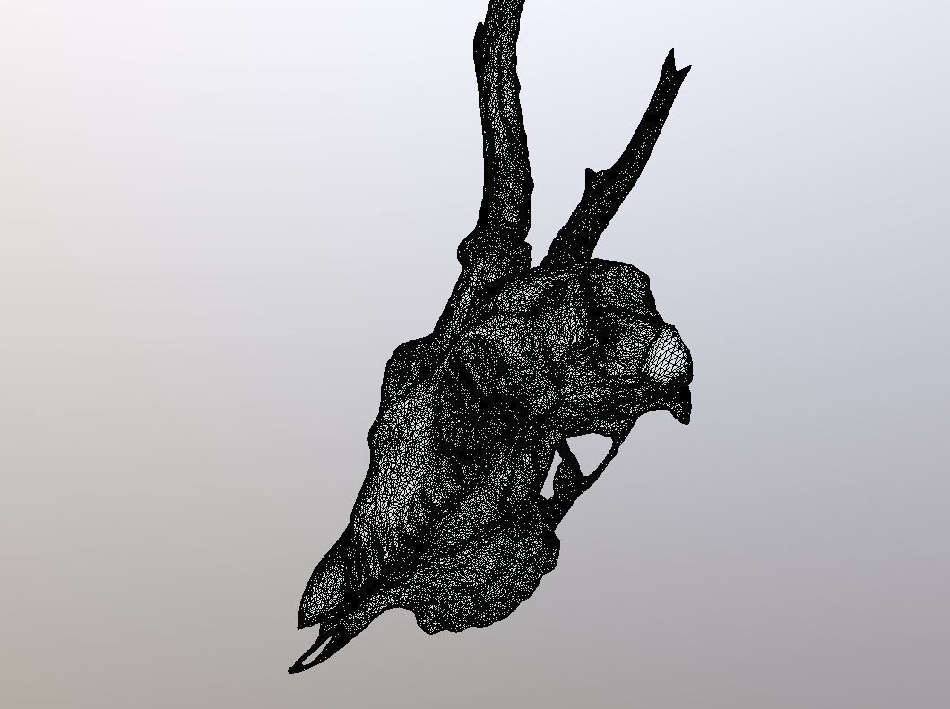 Roe Deer Skull Scan 3D model_9