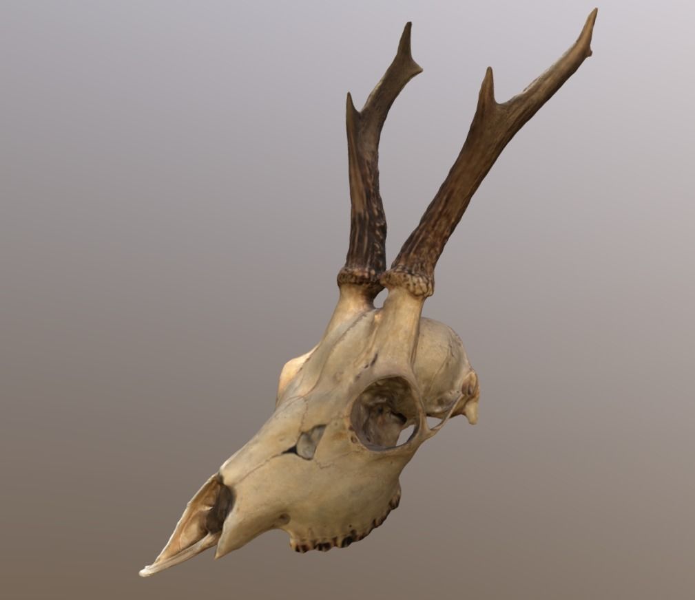 Roe Deer Skull Scan 3D model_3